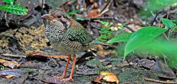 scaly-ground-roller